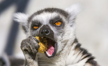CC BY-ND 2.0 via Flickr/ Tambako The Jaguar