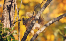 eichhörnchen überwachung