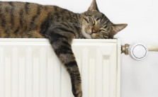 katze_februar