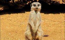 Ein echtes Erdmännchen. CC BY 2.0 via Dan Davison