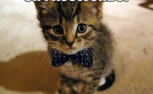 passwordcat