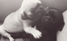 Quelle: love-for-pugs