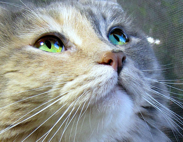 Der Sieg für die Netzneutralität lässt hoffen. Aber der Kampf um digitale Grundrechte ist noch nicht vorbei.