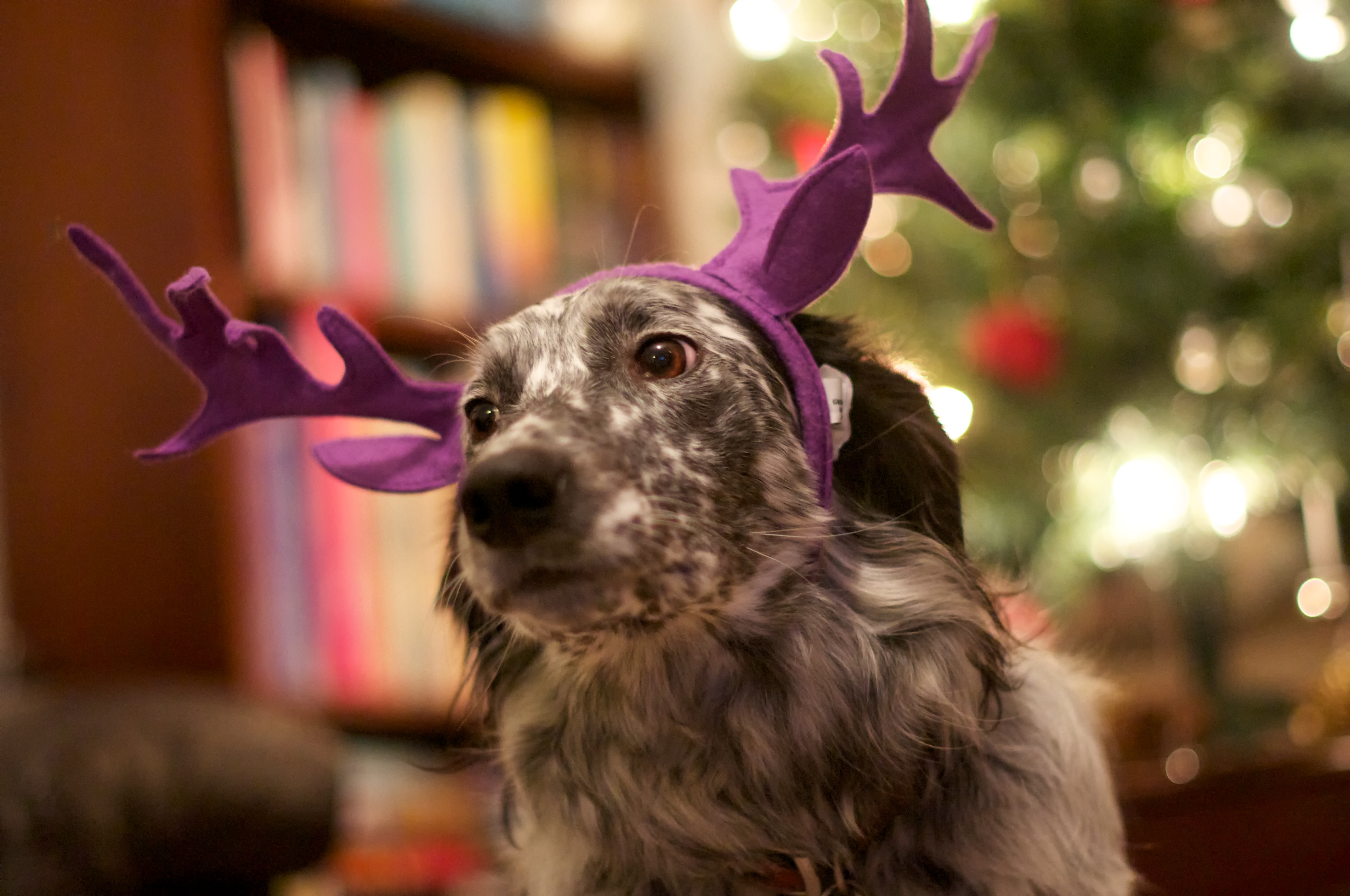 Sind Geschichten über den Weihnachtsmann eigentlich auch Fake-News ?