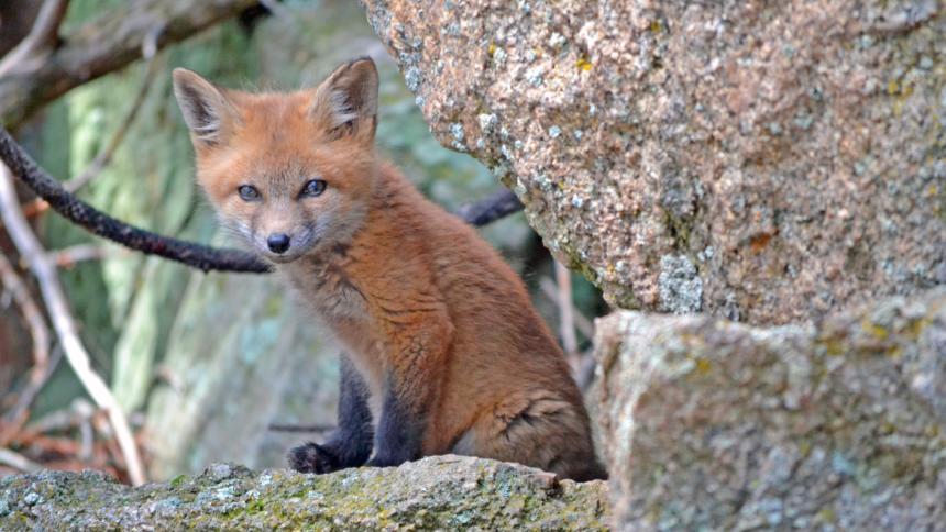 Ein junger Fuchs auf einem Stein.