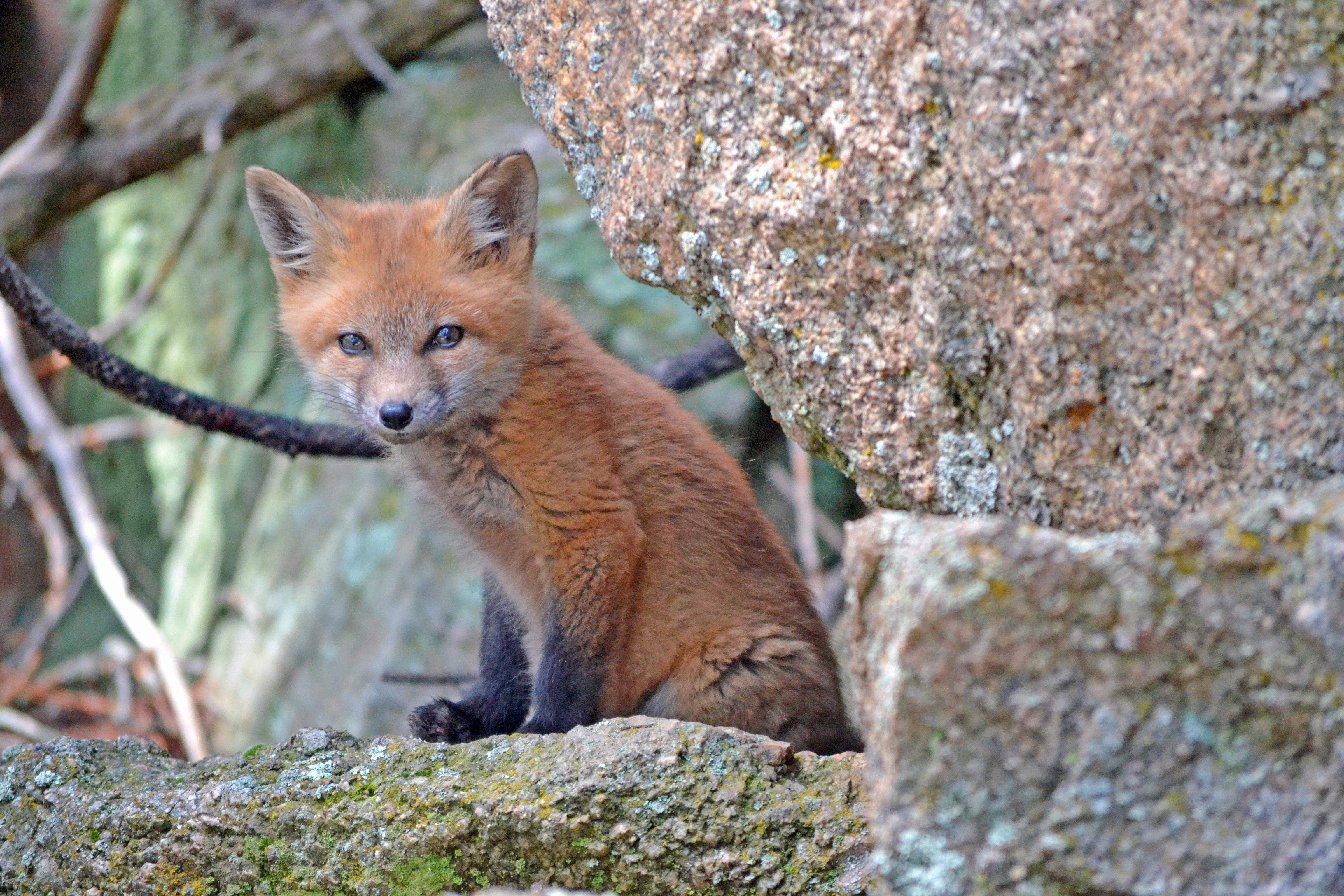Ein junger Fuchs auf einem Stein.