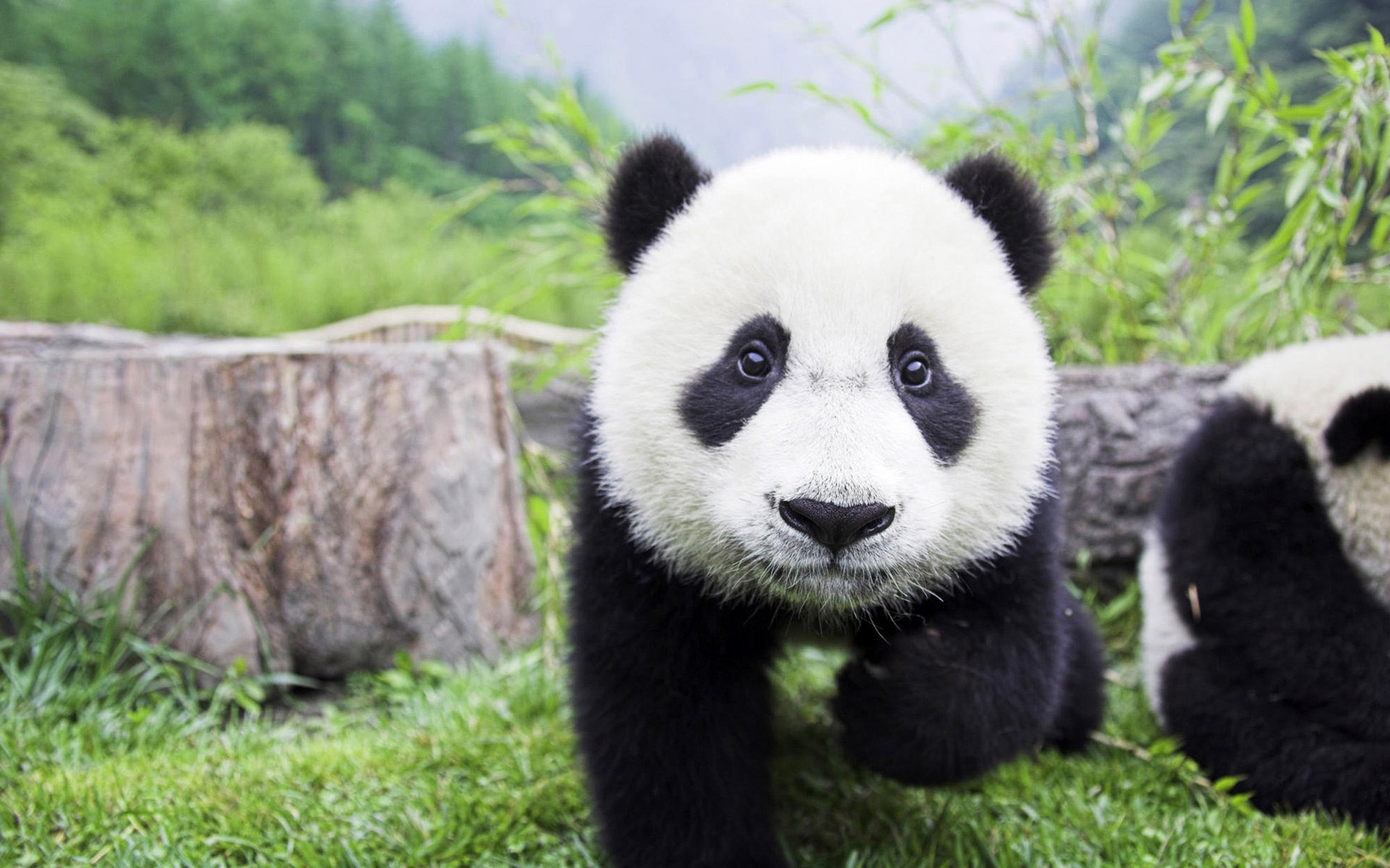 Baby-Panda