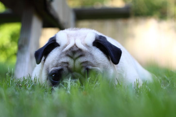 Knuddeliger Hund
