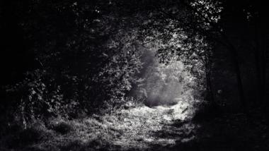 Wald schwarzweiß Licht Schatten