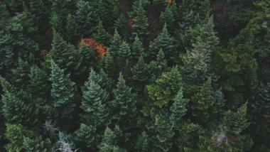 Wald mit Nadelbäumen, Aufnahme aus einer Drohne