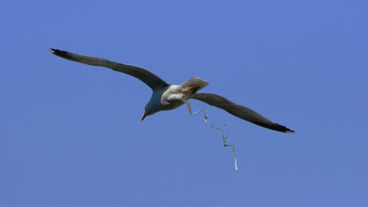 Silbermöwe defäkiert im Flug