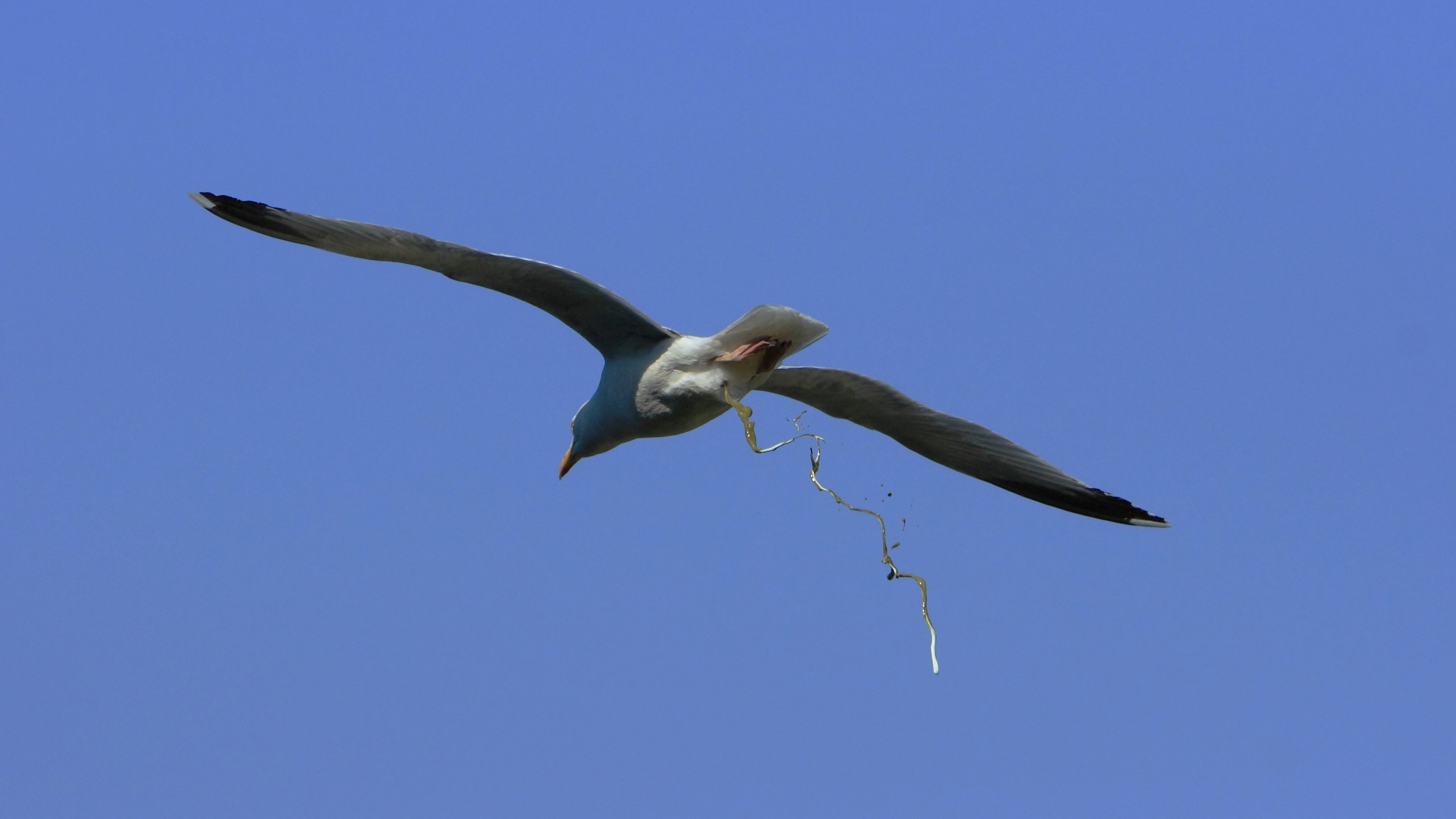 Silbermöwe defäkiert im Flug