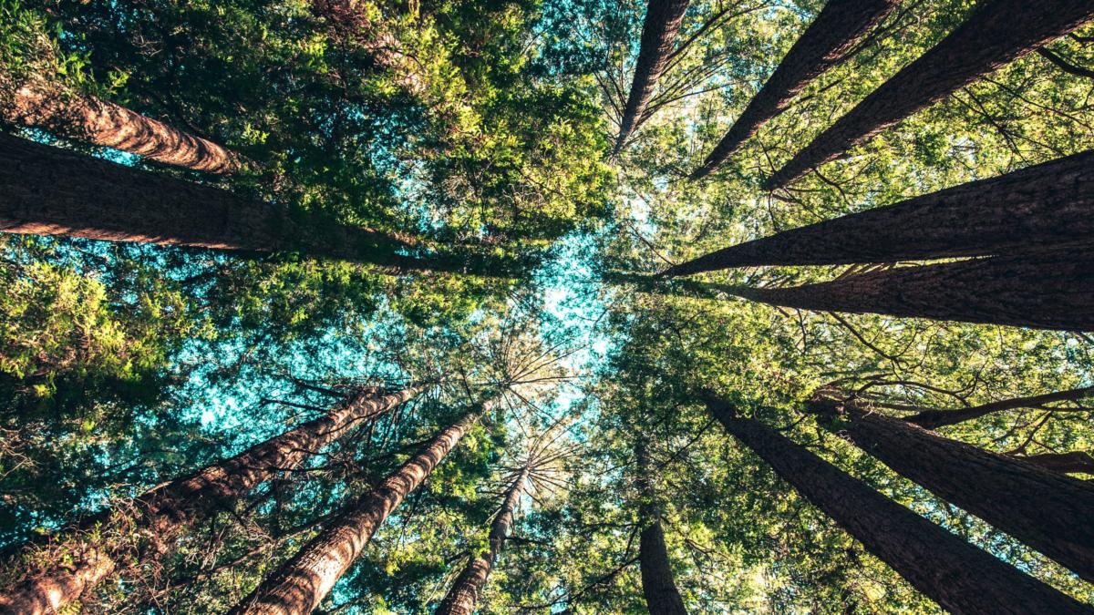 Ein Wald von unten gen Himmel