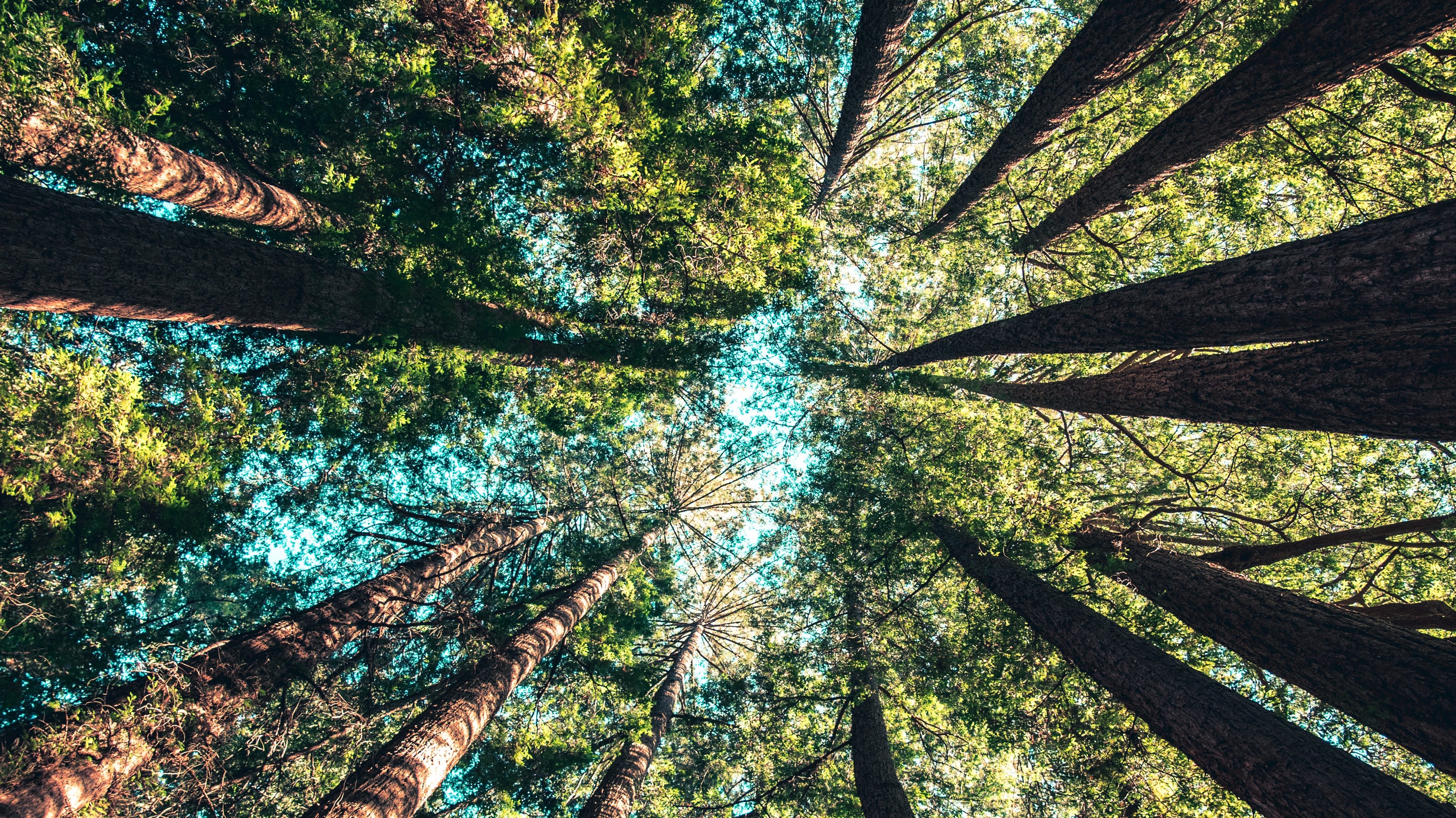 Ein Wald von unten gen Himmel