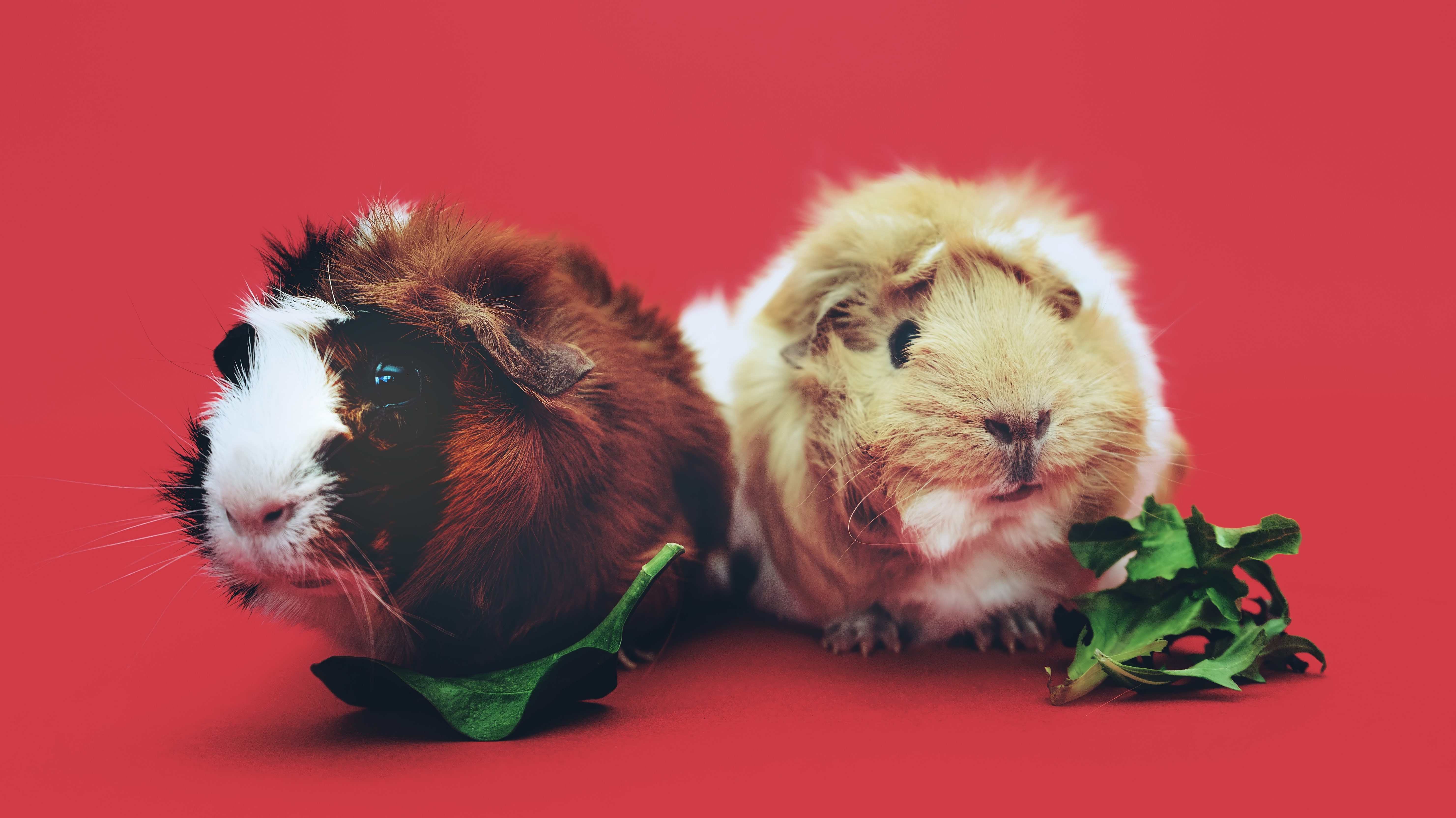 Zwei Meerschwinchen mit Grünzeug vor einem roten Hintergrund