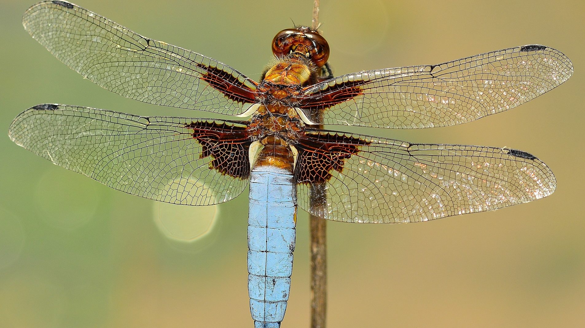 Eine Libelle vor einem grünen, verschwommenen Hintergrund.
