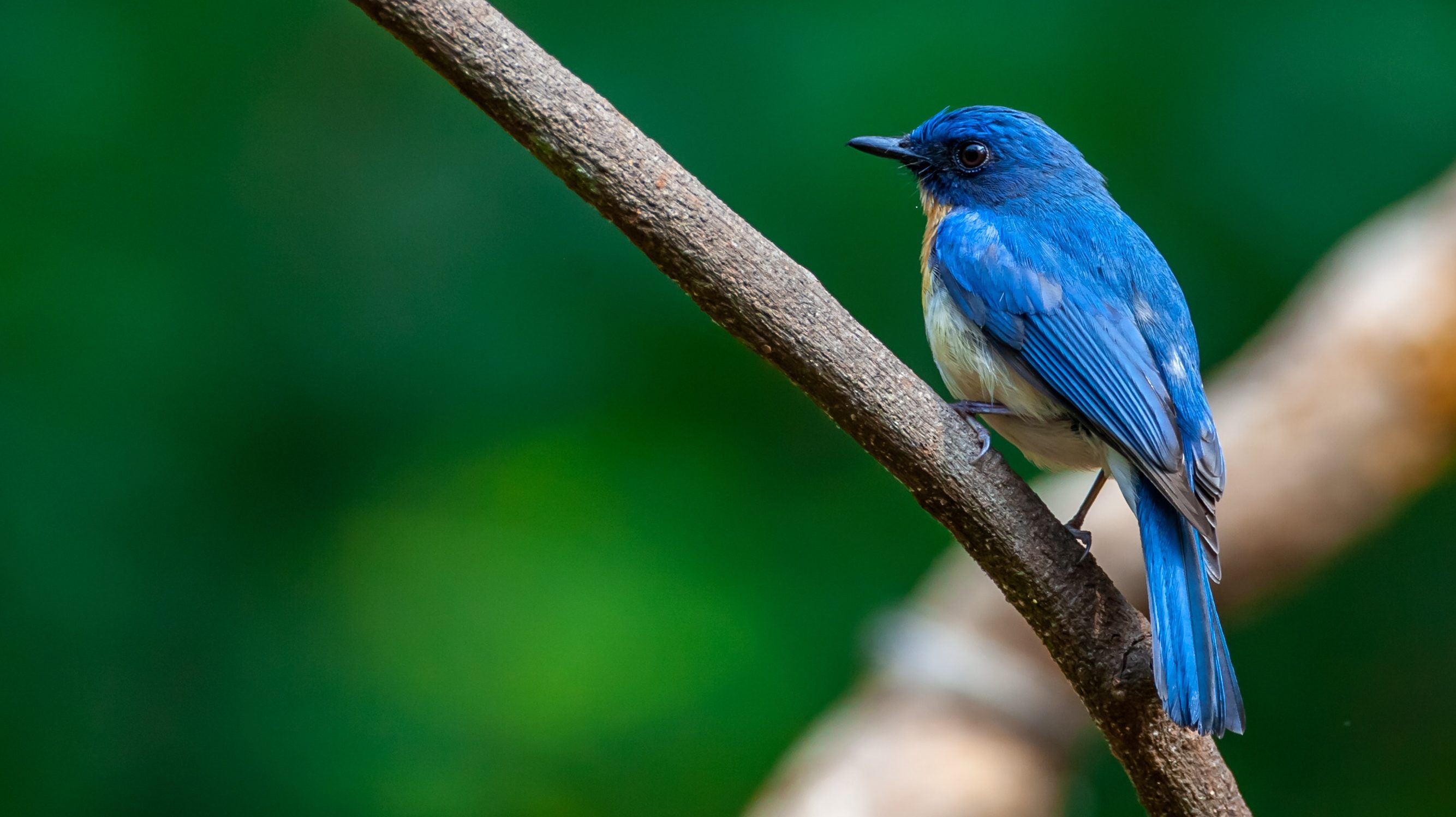 Ein blauer Vogel auf einem Ast