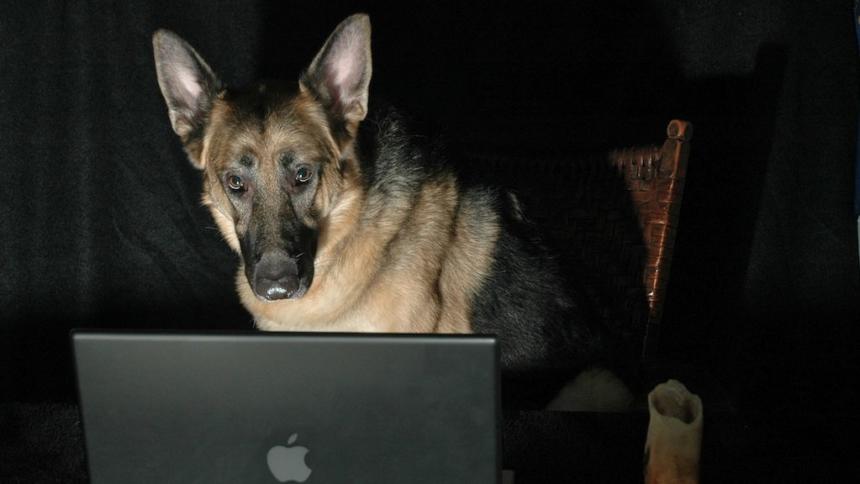 Schäferhund vor einem Laptop