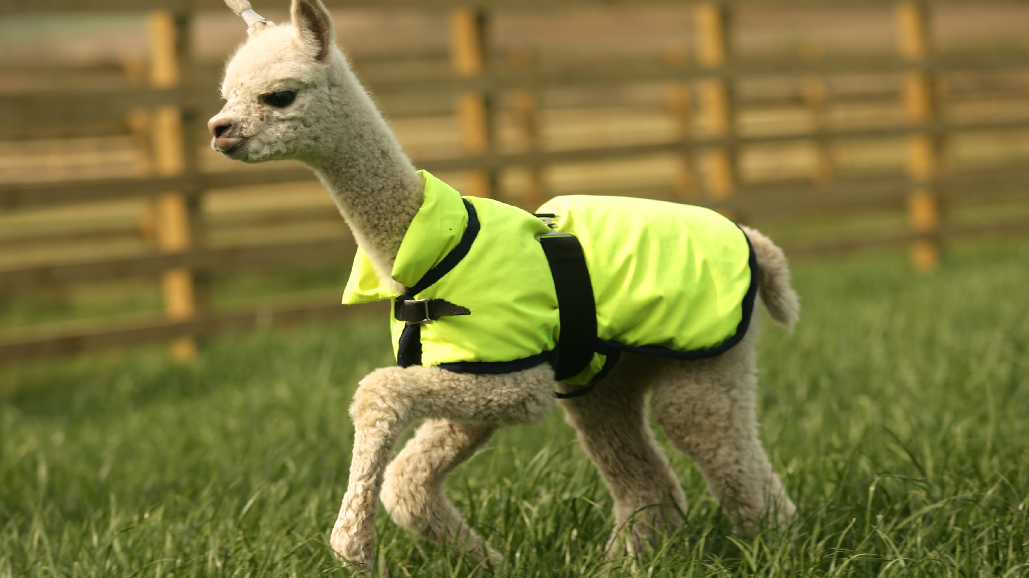 Ein kleines Lama mit einer Warnweste auf einer Wiese
