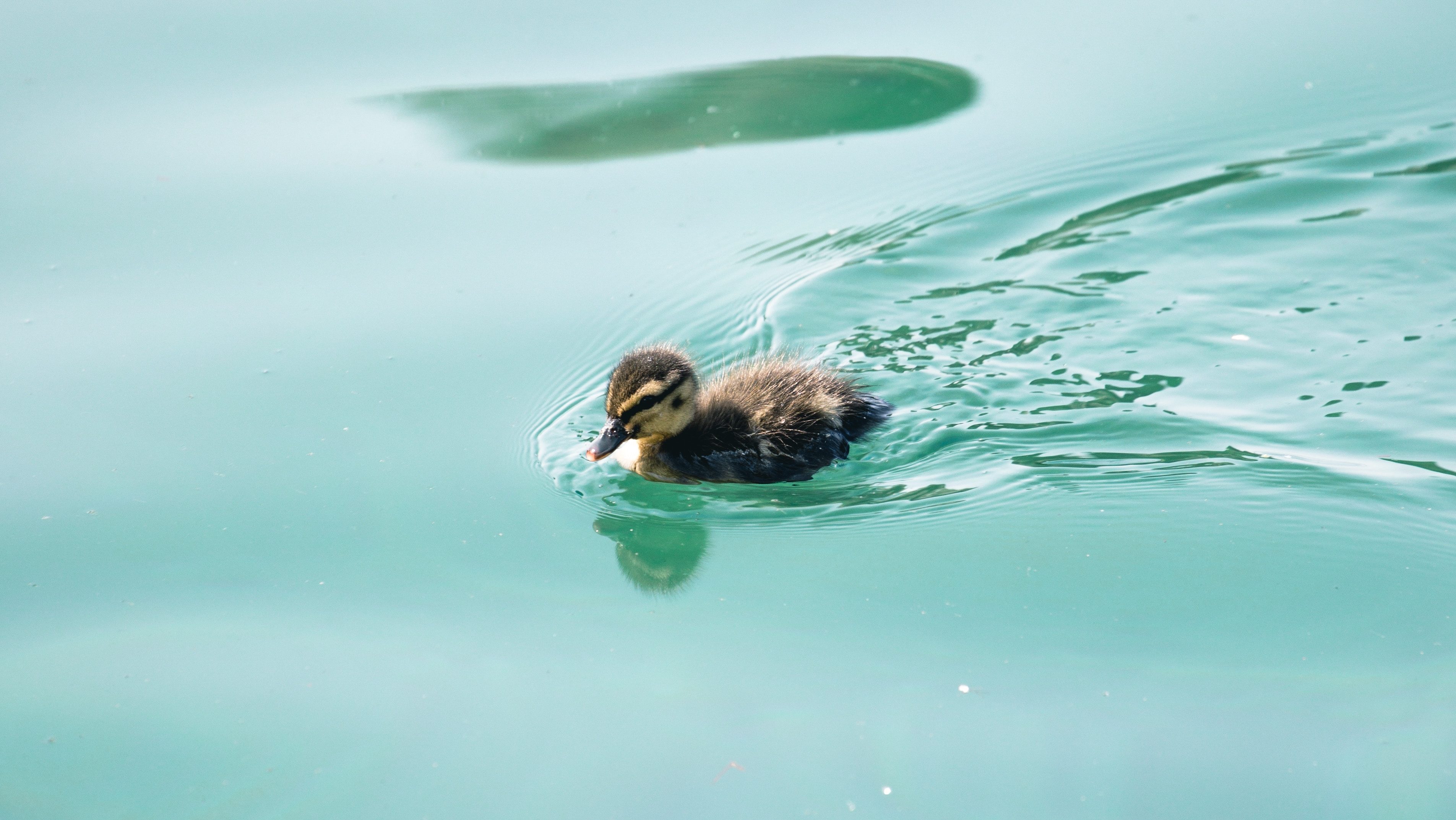 Ein Entenküken auf türkisem Gewässer.