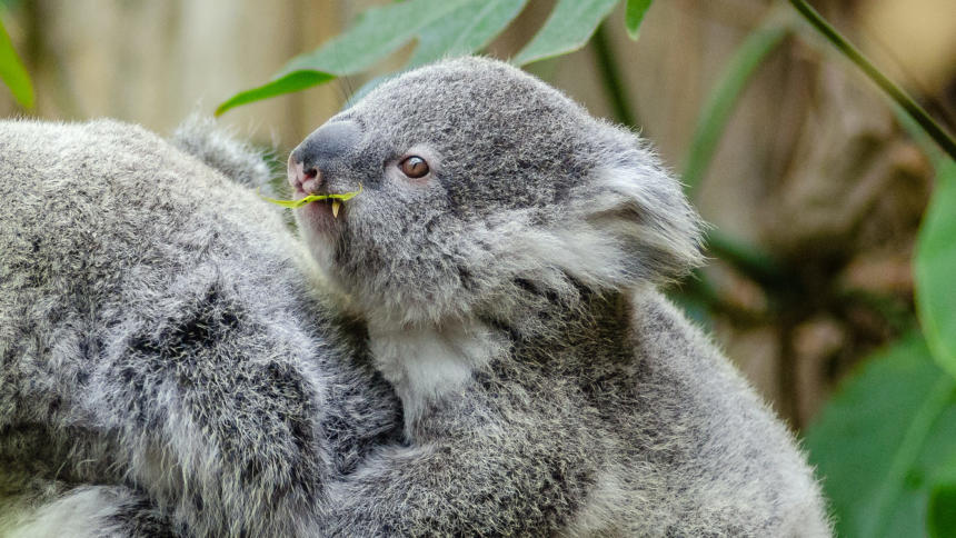 Ein Koala-Baby