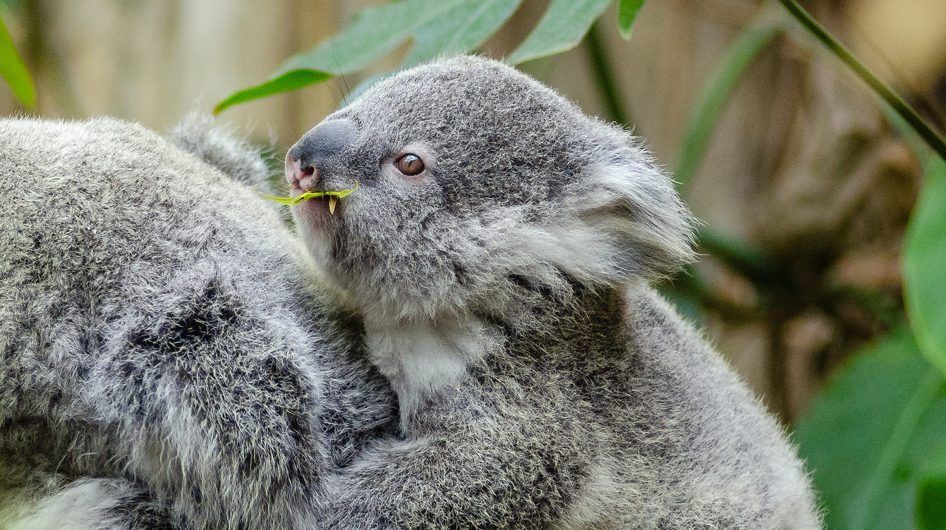 Ein Koala-Baby
