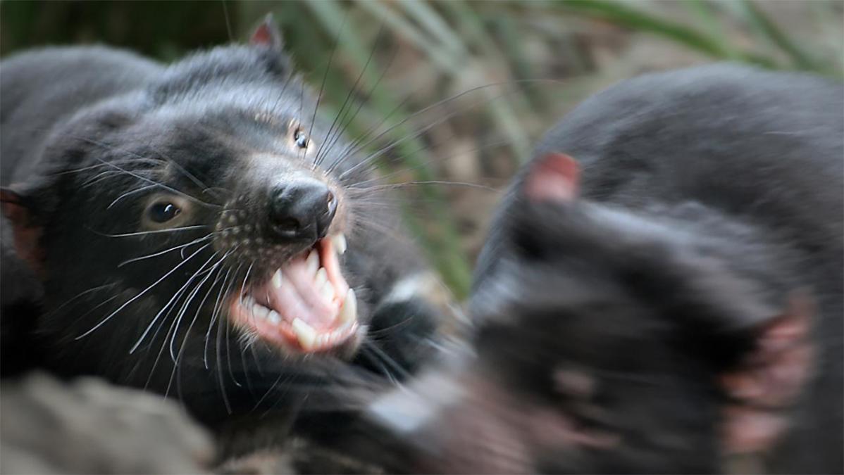 Tasmanischer Teufel fletscht die Zähne im Kampf mit einem anderen Beutelteufel