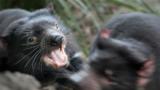 Tasmanischer Teufel fletscht die Zähne im Kampf mit einem anderen Beutelteufel