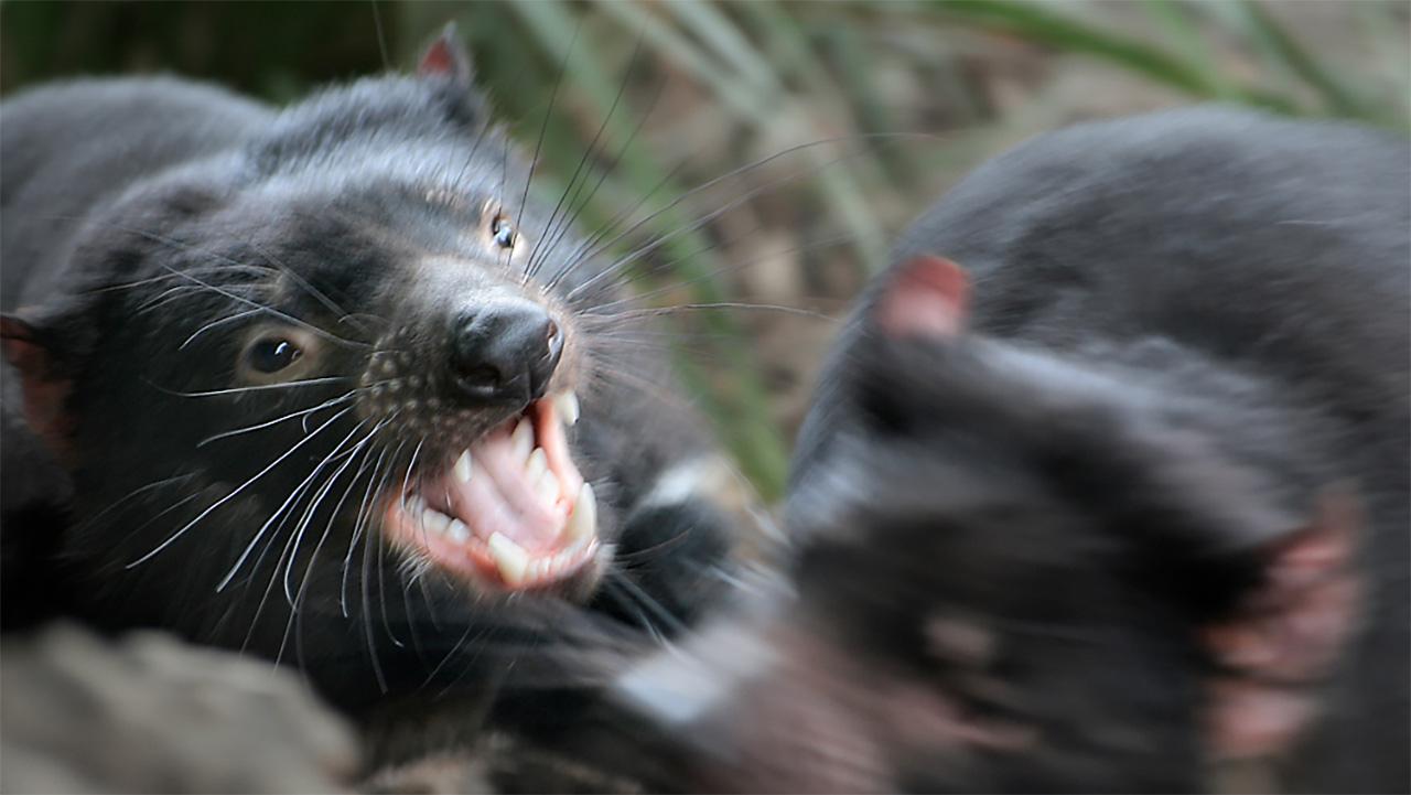 Tasmanischer Teufel fletscht die Zähne im Kampf mit einem anderen Beutelteufel