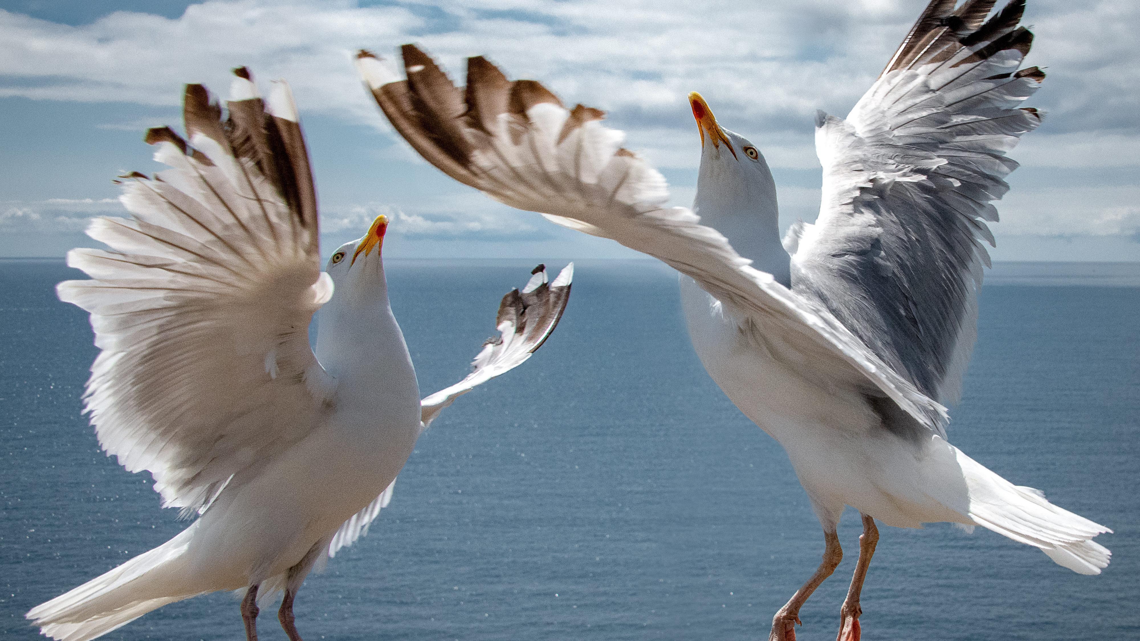 Zwei Gänse in den Lüften