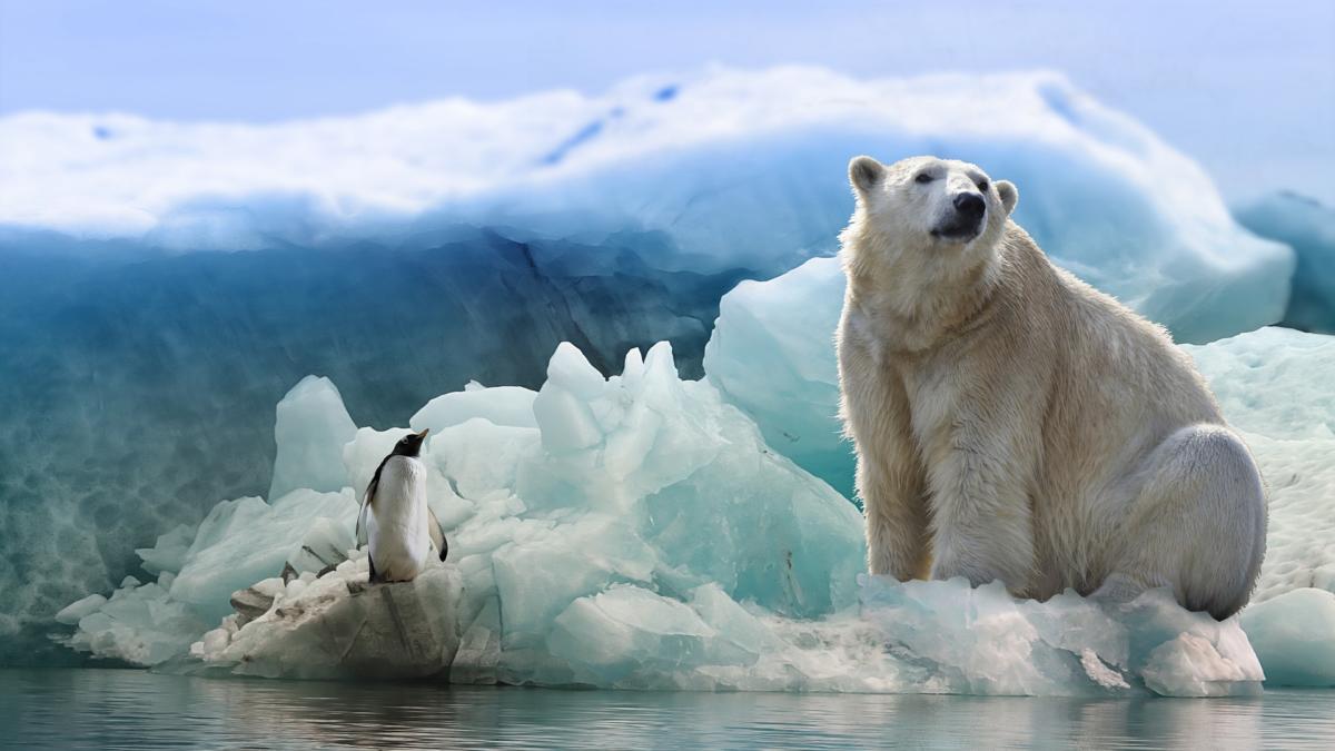 Eisbär und Pinguin