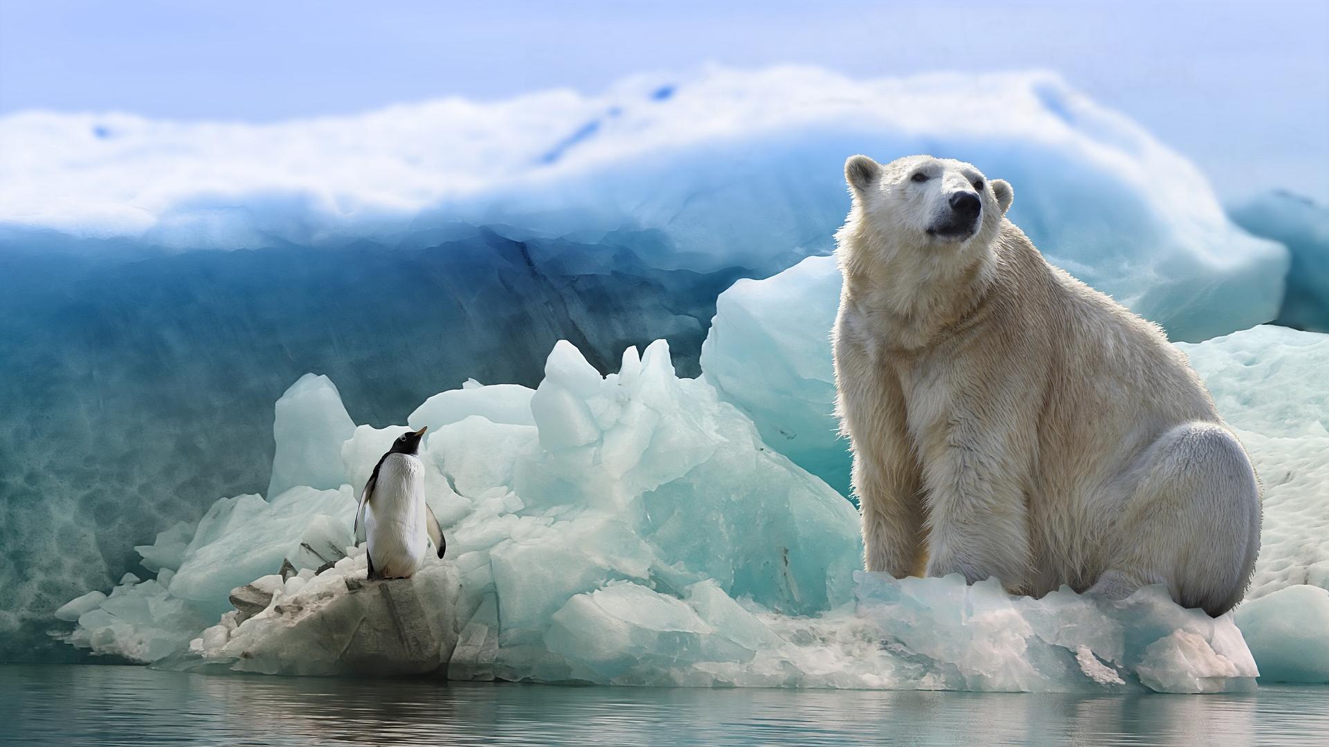 Eisbär und Pinguin