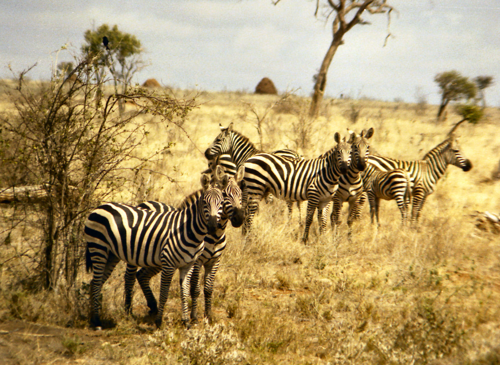 Zebra Herde