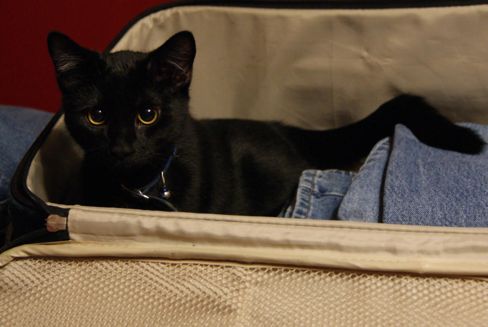 Katze im Koffer