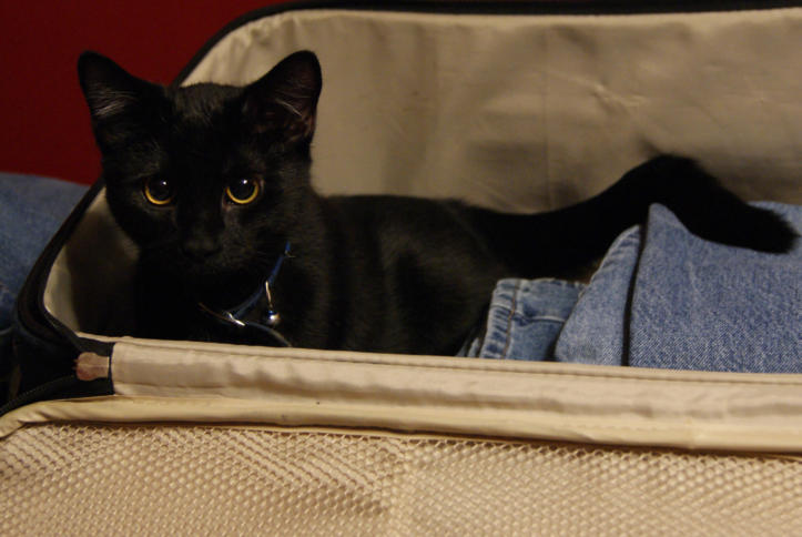 Katze im Koffer