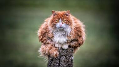 Katze, die auf einem Holzpfosten sitzt.