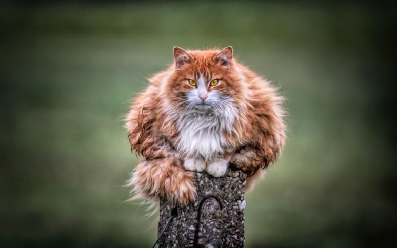 Katze, die auf einem Holzpfosten sitzt.