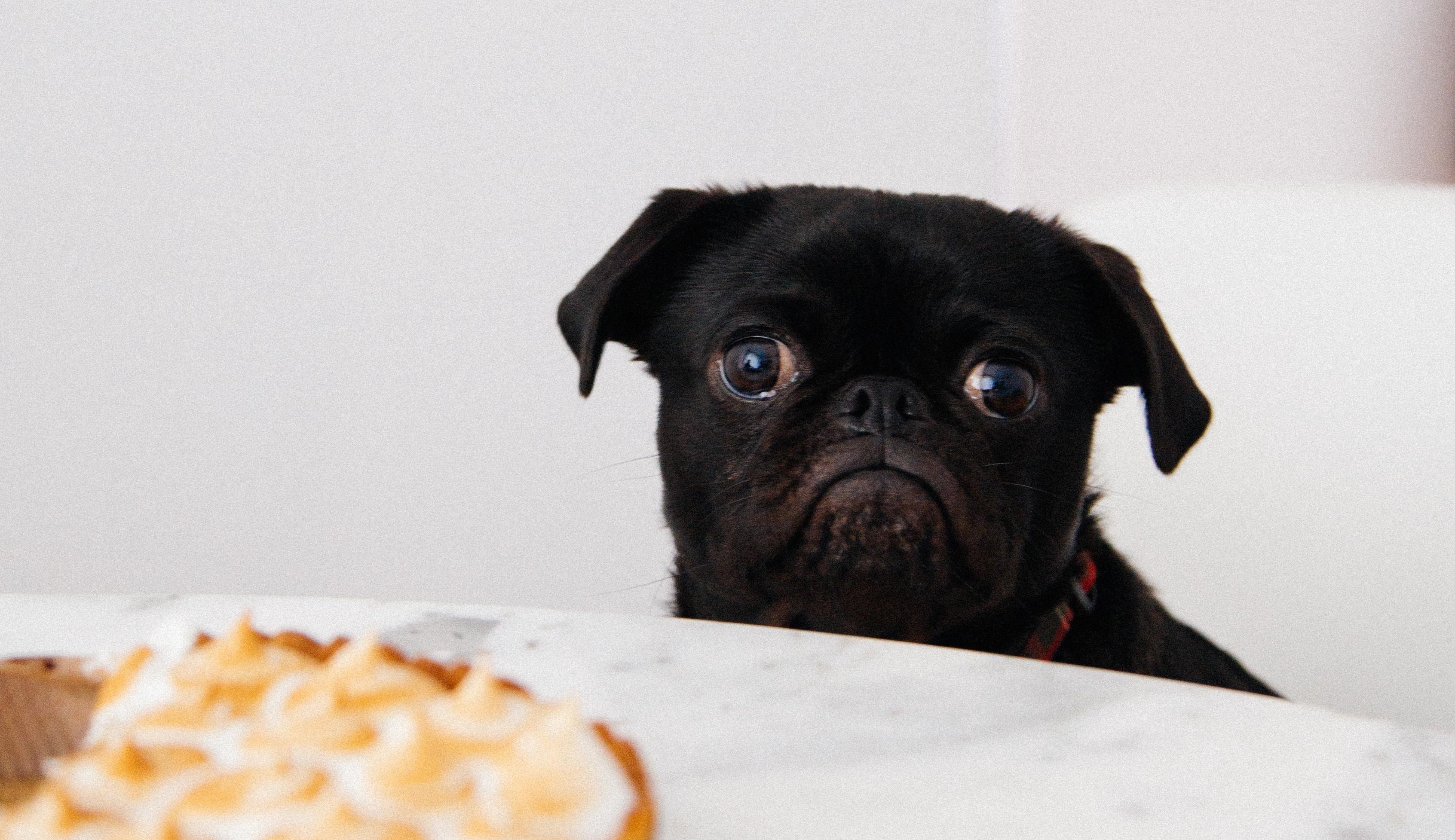Puppie, Cake, Sad-Face