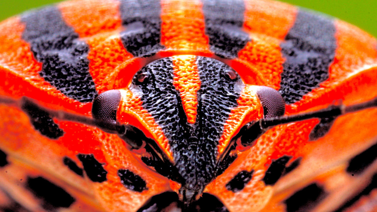 Rote Wanze groß von Vorne