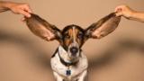 Ein Hund mit langen Ohren