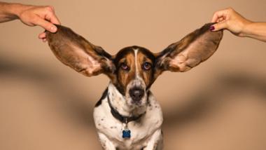 Ein Hund mit langen Ohren