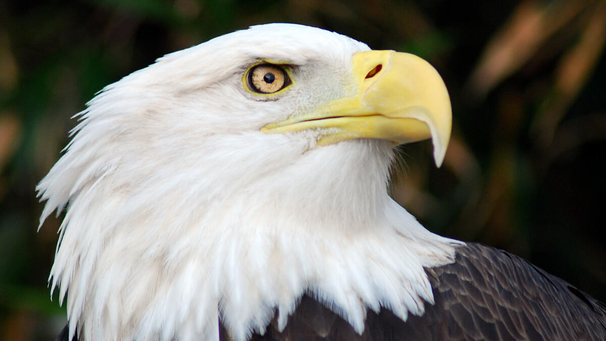 Greifvogel