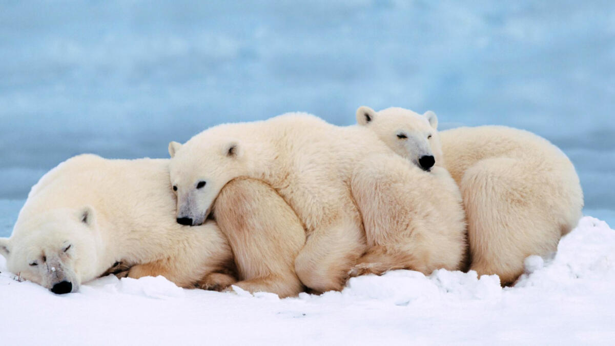 Kuschelnde Eisbären