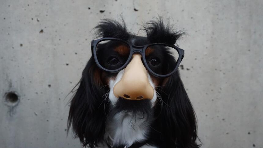 Hund mit Plastikbrille, -nase und Schnauzer.