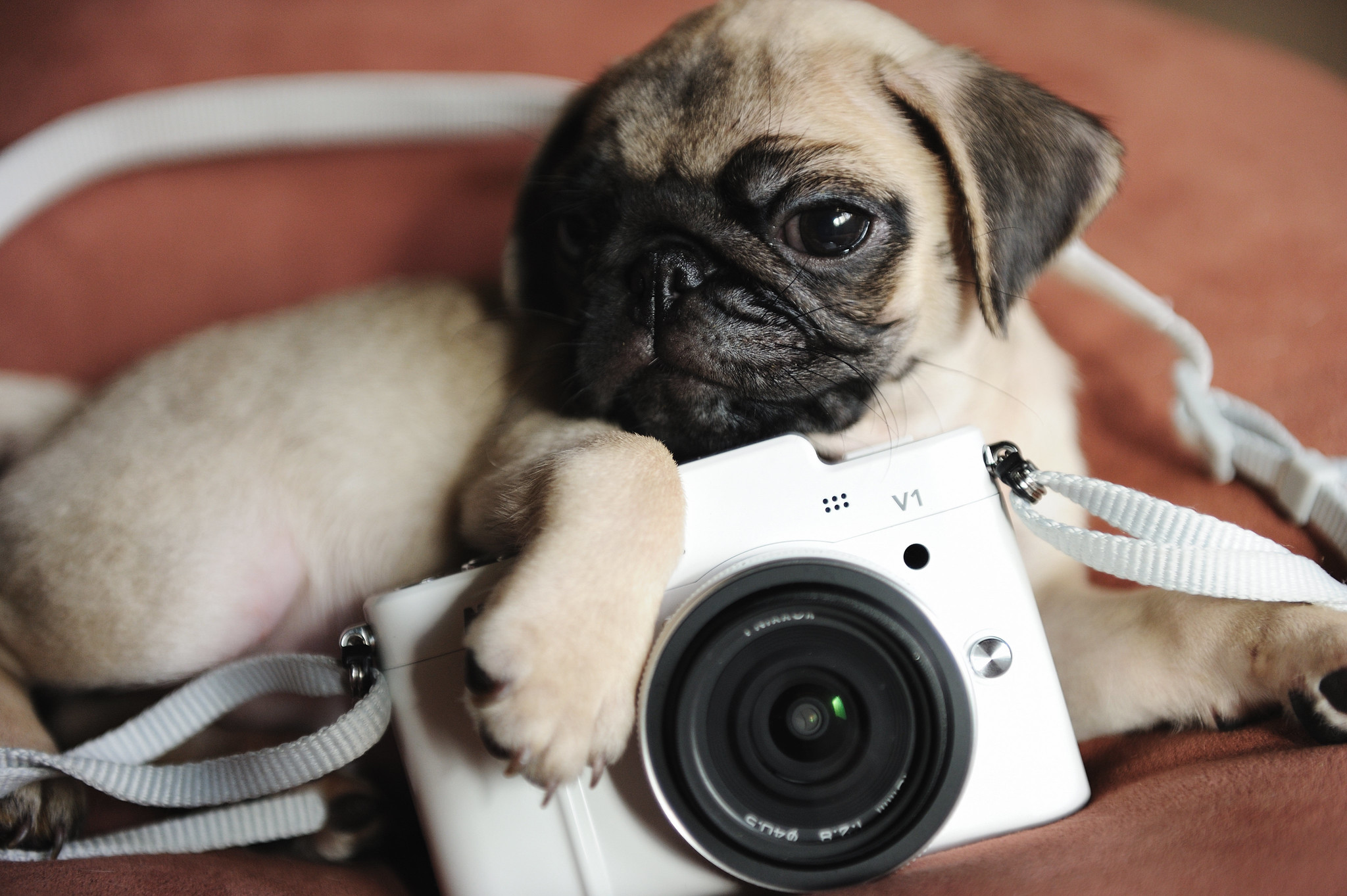 cameradog.jpg