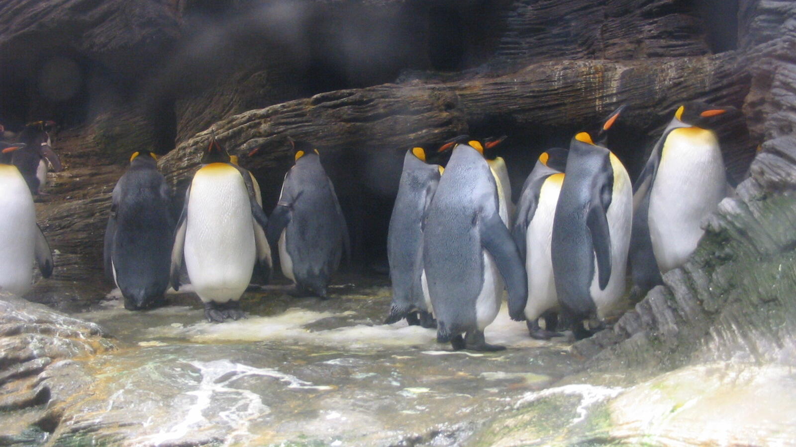 Königspinguine in Antwerpen