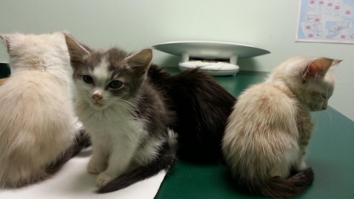 Drei Kätzchen auf einem Tisch beim Tierarzt.
