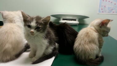 Drei Kätzchen auf einem Tisch beim Tierarzt.