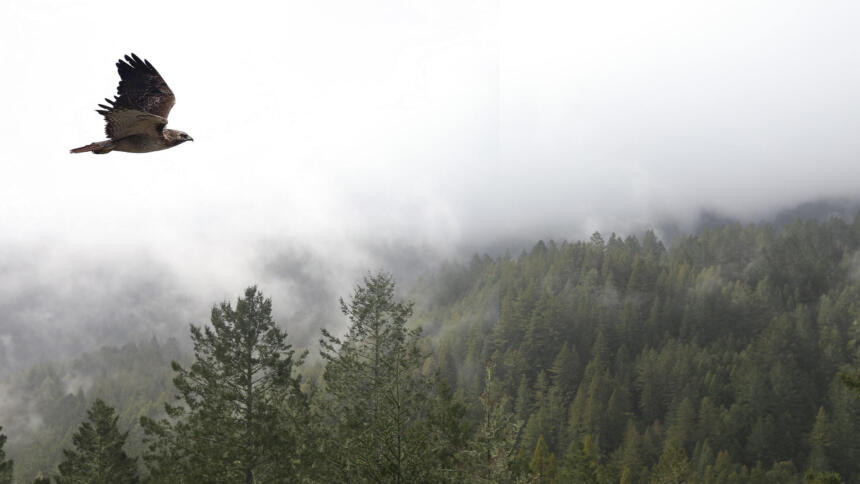 Vogel fliegt über Wald, im Hintergrund Nebel.