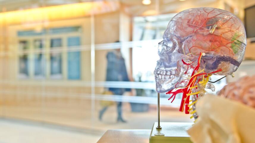 Ein transparentes Schädelmodell